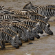 Mara River