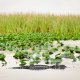 American alligator