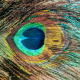 Peacock Feathers