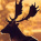 Fallow deer
