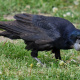 Rook