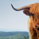 Scottish Highlands