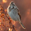 Song Sparrow