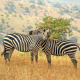 Akagera National Park