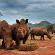 White rhinoceros