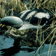 Pacific Loon