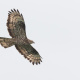 European honey buzzard