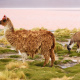 Laguna Colorada