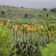 Kniphofia foliosa