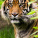 Sumatran tiger