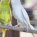 Budgerigar