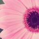 Gerbera daisy