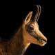 Joel Sartore