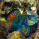 Mandarinfish