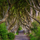 Dark Hedges