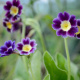 Primula
