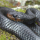 Eastern Indigo Snake