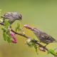 Common Redpoll