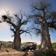 Baobab