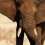 African bush elephant