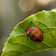 Hibiscus harlequin bug