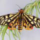 Tiger moth