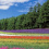 Furano