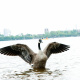 Canada goose