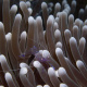 Periclimenes holthuisi