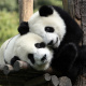 Pandas
