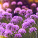 Chives