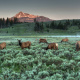 Elk