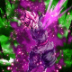 Goku Black