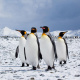King penguin