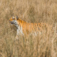 Bengal tiger