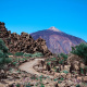 Canary Island pine