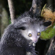 Madagascar