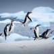 Gentoo penguin