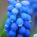 Grape hyacinth