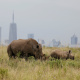 Nairobi National Park