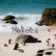 Boulders Beach