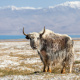 Karakul Lake