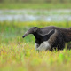 Pantanal