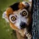 Crowned lemur