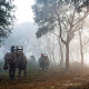 Asian elephant