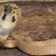 Indian cobra