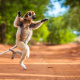 Verreaux's sifaka