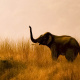Asian elephant