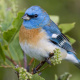 Lazuli Bunting