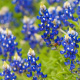Texas